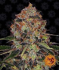 Barneys Farm - Shiskaberry 