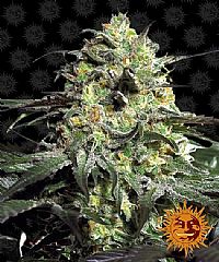 Barneys Farm - Peyote Cookies 