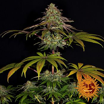 Barneys Farm - Wedding Cake 