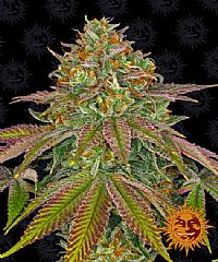 Barneys Farm - Wedding Cake 