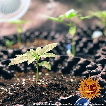 Barneys Farm - Peyote Critical