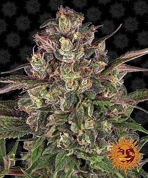 Barneys Farm - Peyote Critical