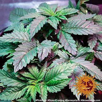 Barneys Farm - Pink Kush 