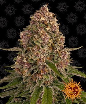 Barneys Farm - Pink Kush 