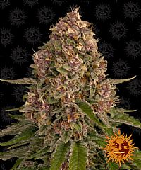 Barneys Farm - Pink Kush 