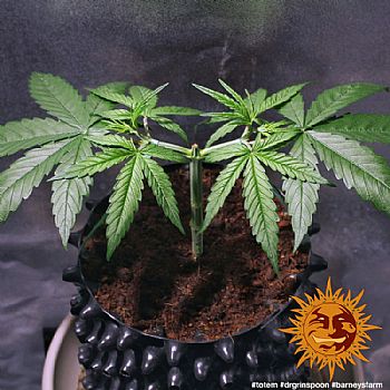 Barneys Farm - Dr Grinspoon 