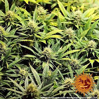 Barneys Farm - Acapulco Gold 