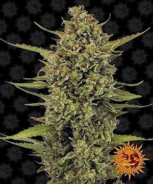 Barneys Farm - Acapulco Gold 