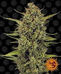 Barneys Farm - Acapulco Gold 