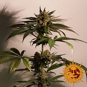 Barneys Farm - CBD Blue Shark 