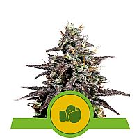 RQS Purple Punch Automatic