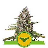 RQS Sherbet Queen Automatic