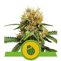 RQS Do-Si-Dos Automatic