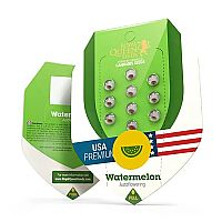 RQS Watermelon Automatic