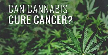 Η κάνναβη ως αντικαρκινικό θεραπευτικό μέσο Η κάνναβη ως αντικαρκινικό θεραπευτικό μέσο