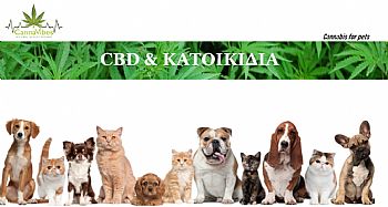 CBD: Η ΟΥΣΙΑ ΠΟΥ ΚΑΝΕΙ ΘΑΥΜΑΤΑ ΣΤΟΥΣ ΜΙΚΡΟΥΣ ΜΑΣ ΦΙΛΟΥΣ