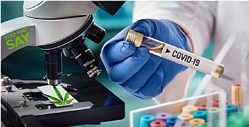 University of Lethbridge: Η κάνναβη μπορεί να καθυστερήσει την εισβολή του κοροναϊού στον ανθρώπινο οργανισμό