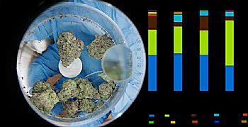 "Έχει τελικά η κάνναβη την αξία που έχει το γάλα και το ψωμί;" "Έχει τελικά η κάνναβη την αξία που έχει το γάλα και το ψωμί;"