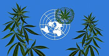ΟΗΕ: Η κάνναβη δεν ανήκει πλέον στα «επικίνδυνα ναρκωτικά» || Ιστορική απόφαση του Οργανισμού Ηνωμένων Εθνών ΟΗΕ: Η κάνναβη δεν ανήκει πλέον στα «επικίνδυνα ναρκωτικά» || Ιστορική απόφαση του Οργανισμού Ηνωμένων Εθνών