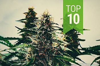 OI 10 ΚΑΛΥΤΕΡΕΣ ΠΟΙΚΙΛΙΕΣ ΑΥΤΟΜΑΤΗΣ ΑΝΘΙΣΗΣ ΓΙΑ ΤΟ 2021 - Τι σπόρους κάνναβης να διαλέξεις