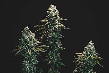 ΟΙ ΚΟΡΥΦΑΙΕΣ ΟΙΚΟΓΕΝΕΙΕΣ ΠΟΙΚΙΛΙΩΝ ΘΗΛΥΚΟΠΟΙΗΜΕΝΗΣ ΚΑΝΝΑΒΗΣ - ΟΙ ΑΥΤΟΧΘΟΝΕΣ ΠΟΙΚΙΛΙΕΣ