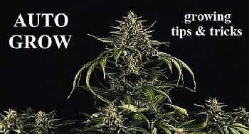 Μάθετε Πώς Καλλιεργούνται τα Φυτά Αυτόματης Ανθισης | Εβδομαδιαίος Οδηγός