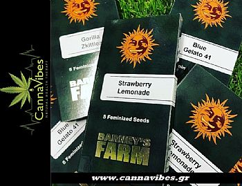 Barneys Farm | Νέα συλλογή σπόρων κάνναβης στο cannavibes.gr Barneys Farm | Νέα συλλογή σπόρων κάνναβης στο cannavibes.gr