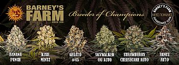 ΜΕΓΑΛΗ ΠΡΟΣΦΟΡΑ BARNEYS FARM: ΣΠΟΡΟΙ ΚΑΝΝΑΒΗΣ 3+1 Δώρο & 5+2 Δώρο ΜΕΓΑΛΗ ΠΡΟΣΦΟΡΑ BARNEYS FARM: ΣΠΟΡΟΙ ΚΑΝΝΑΒΗΣ 3+1 Δώρο & 5+2 Δώρο