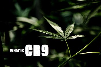 CB9:Τι είναι; CB9 Ιδιότητες & γιατί θεωρείται η καλύτερη εναλλακτική [Πλήρης Οδηγός]