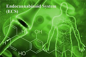 Το ενδοκανναβινοειδές σύστημα (ECS)